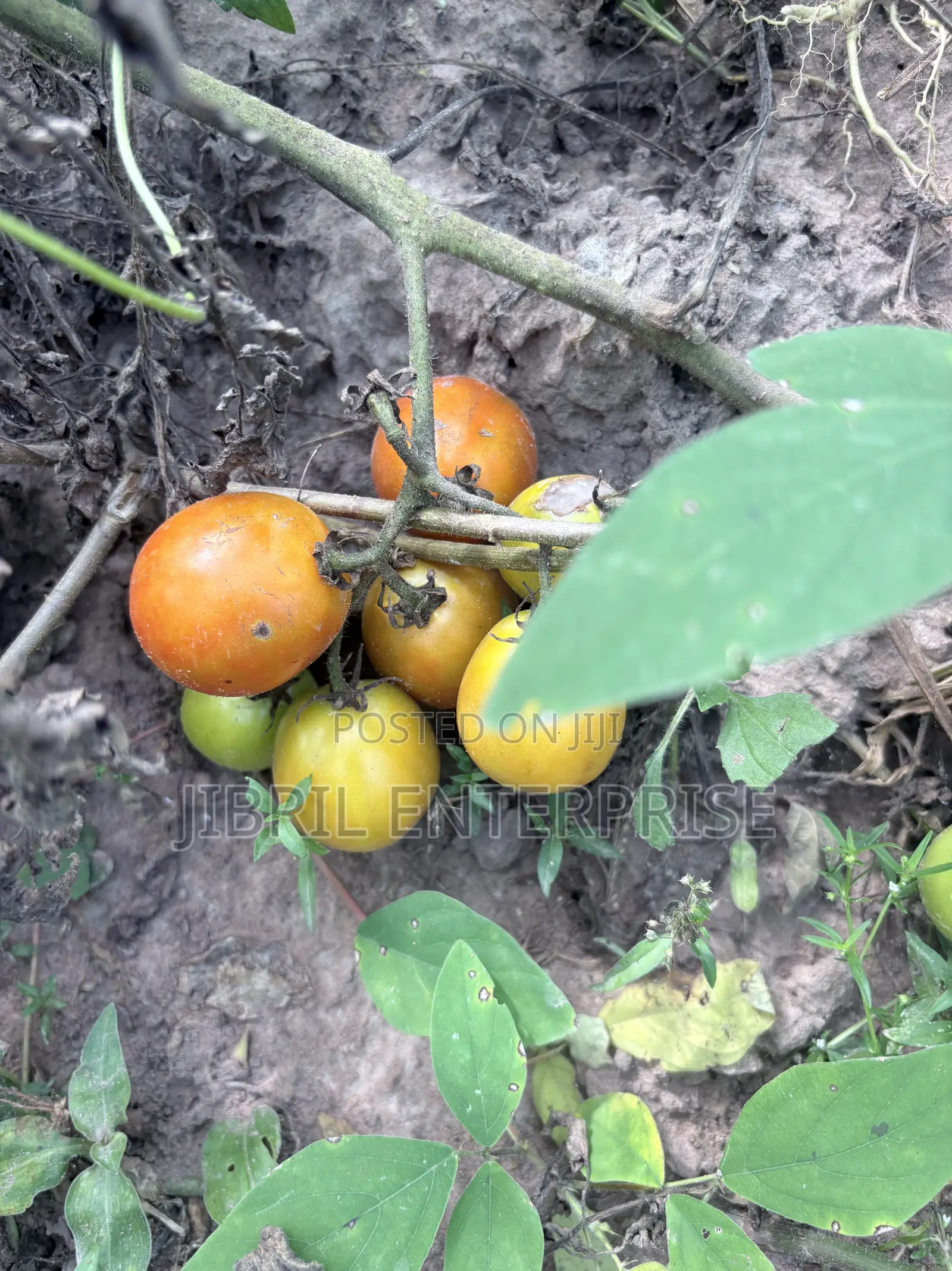 Roma Tomato, Burkina Tomato, Non Hybrid Seeds for Planting
