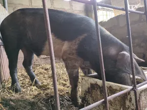 Massive Male Pig for Your Farm
