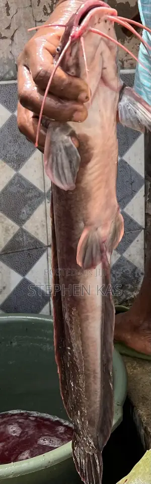 Catfish for Sale