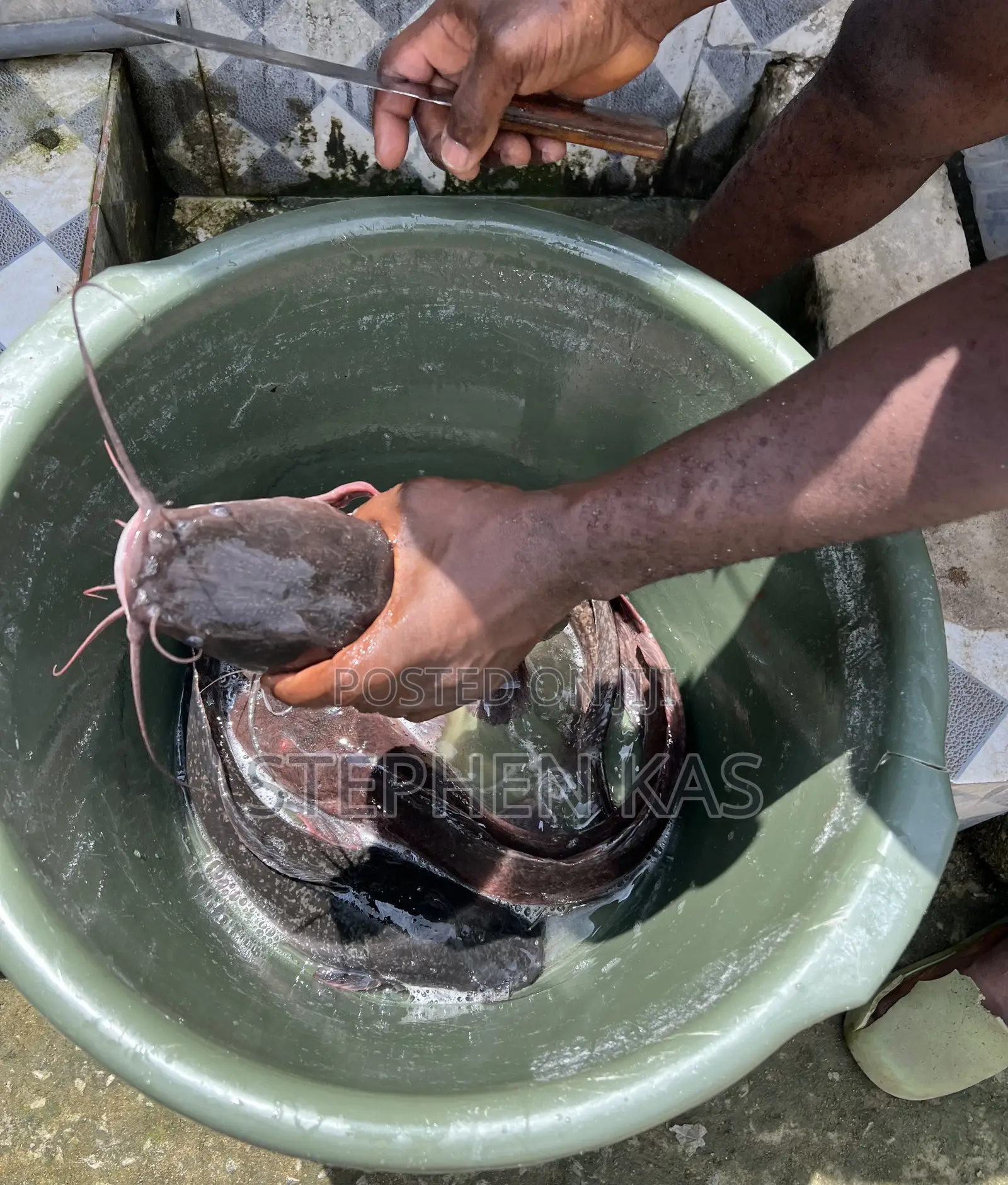 Catfish for Sale