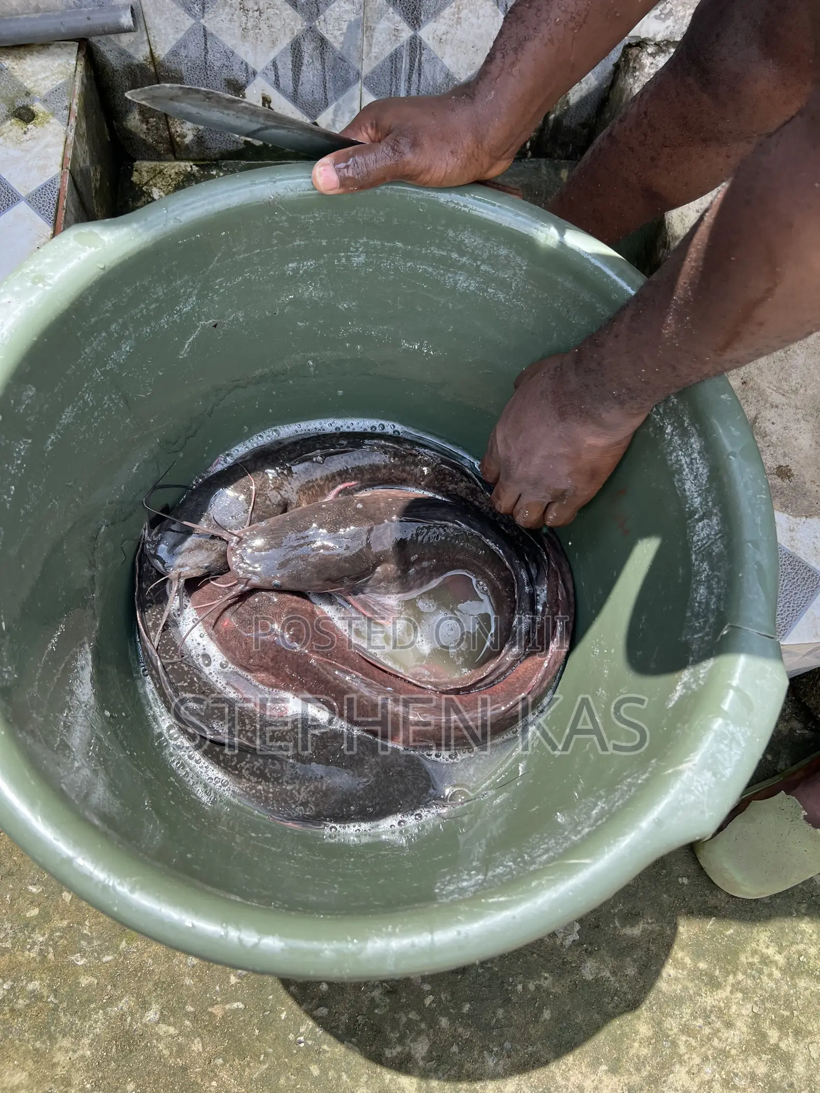 Catfish for Sale