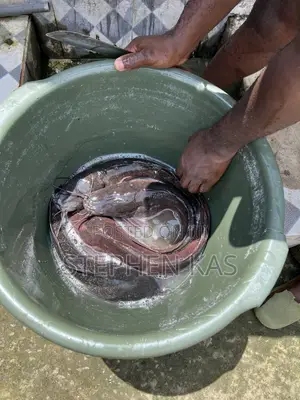 Catfish for Sale