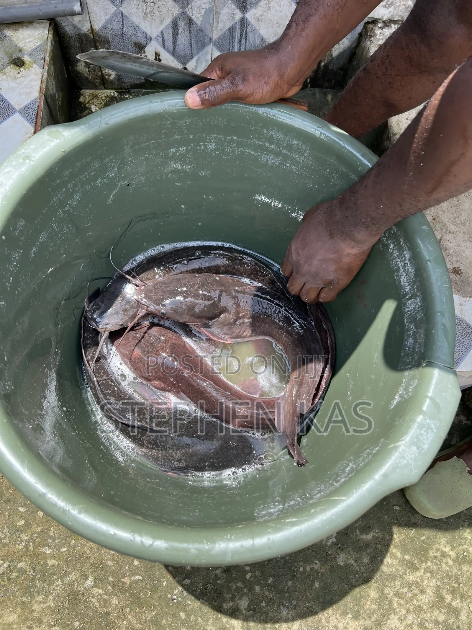 Catfish for Sale