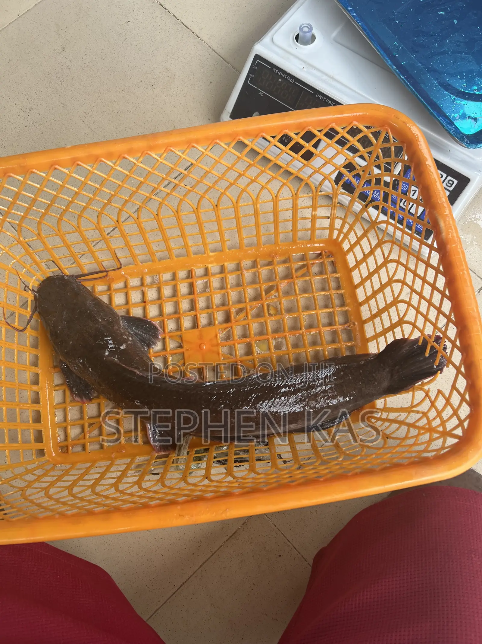 Catfish for Sale