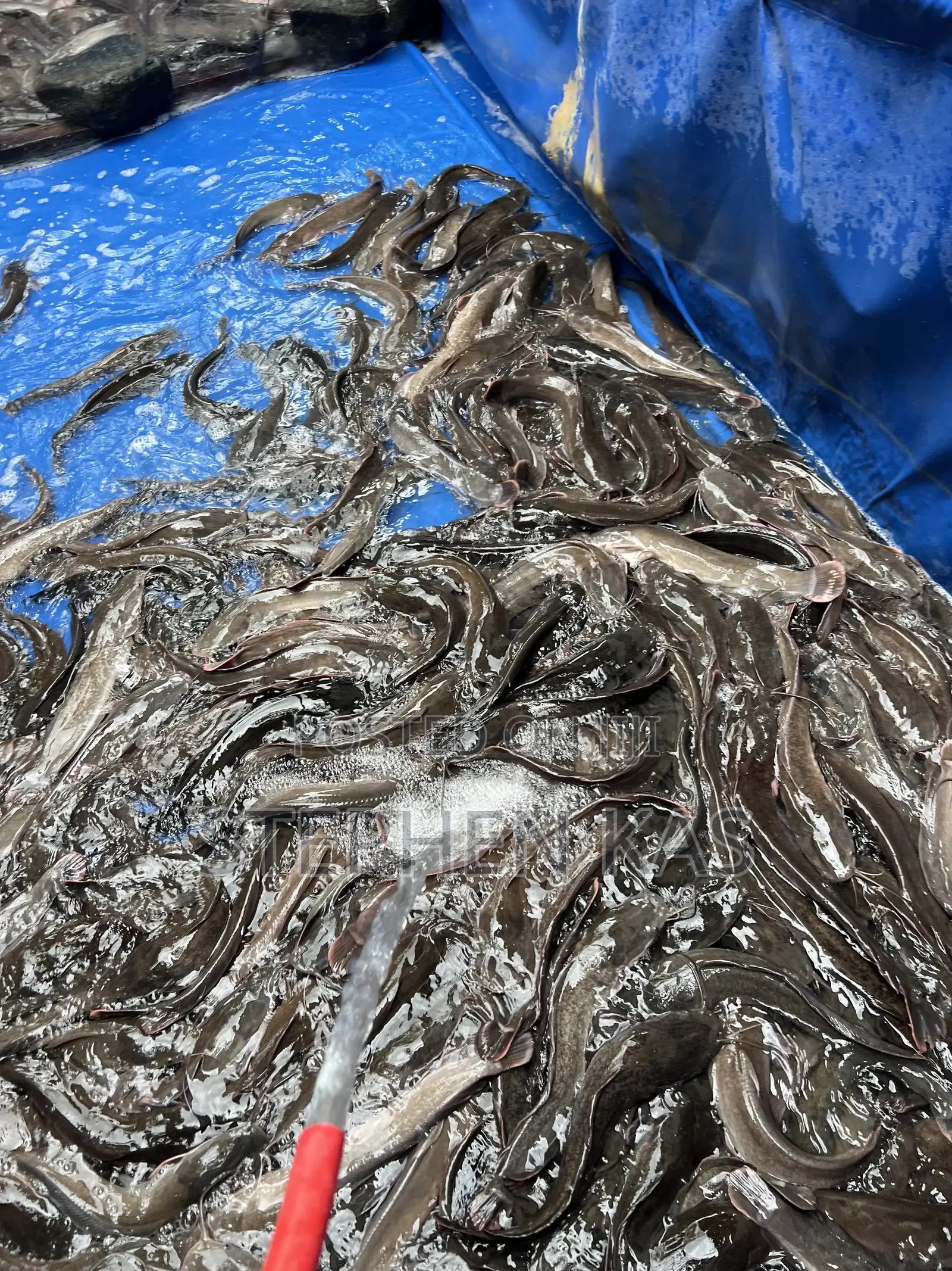 Catfish for Sale