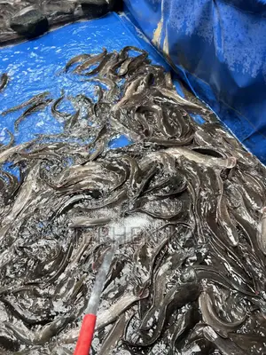 Catfish for Sale