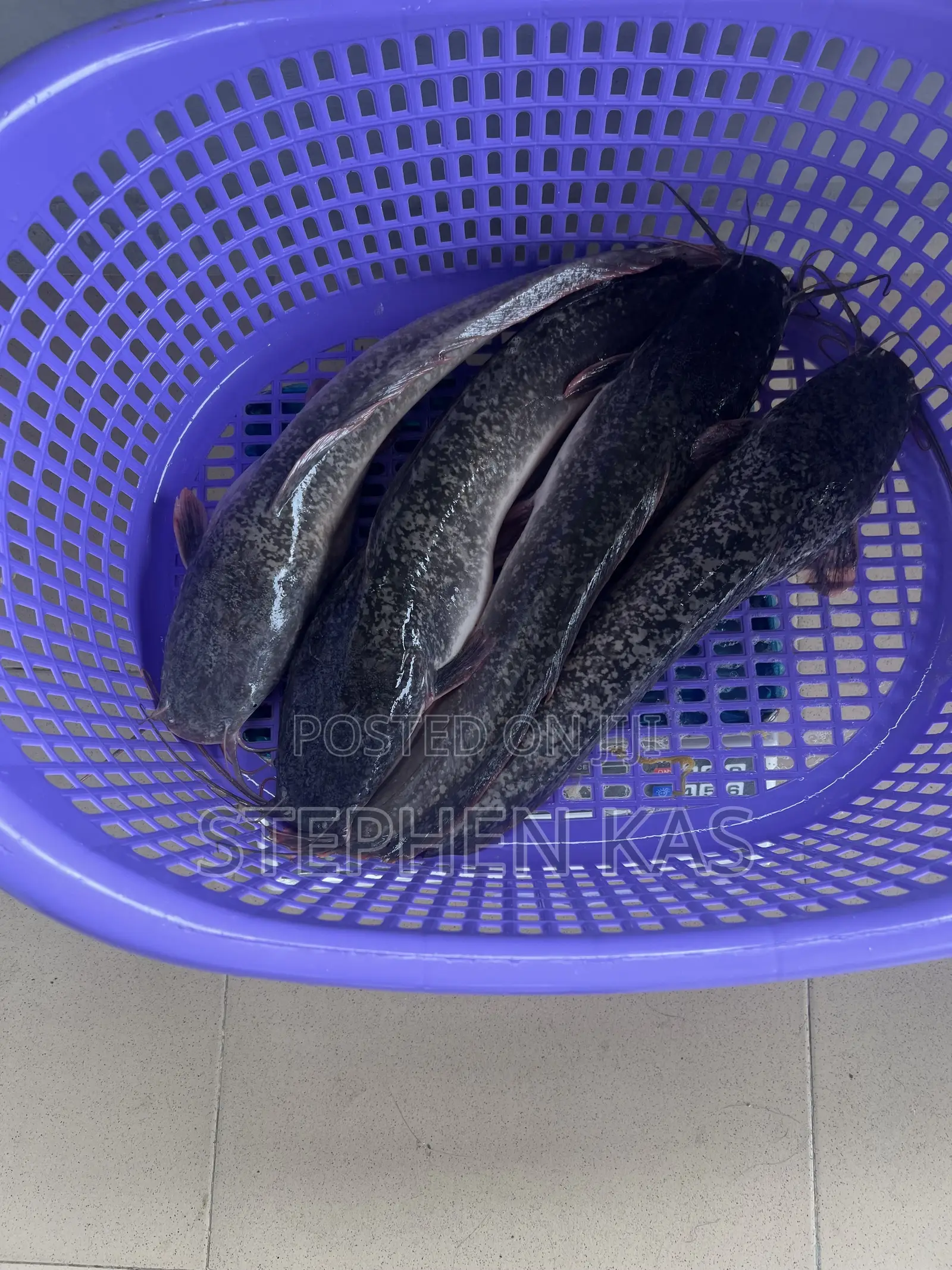 Catfish for Sale