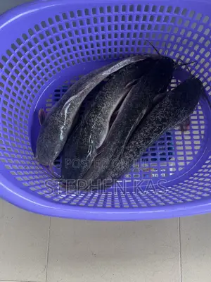 Catfish for Sale