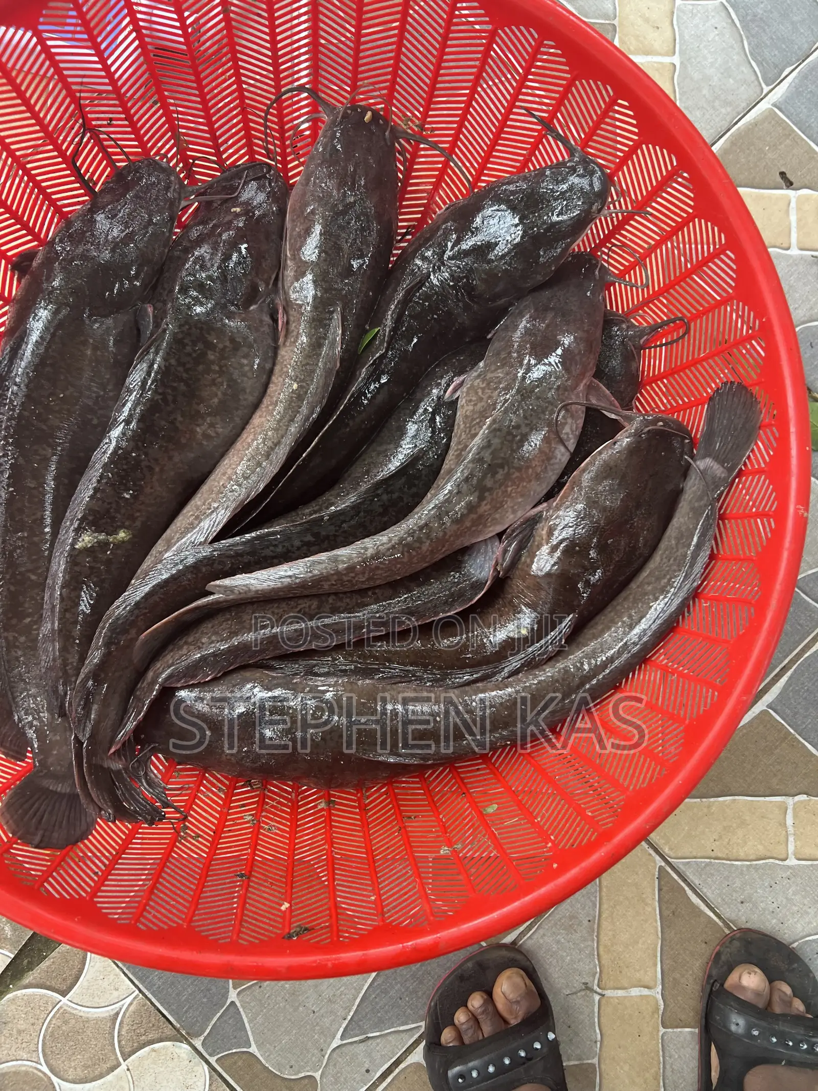 Catfish for Sale