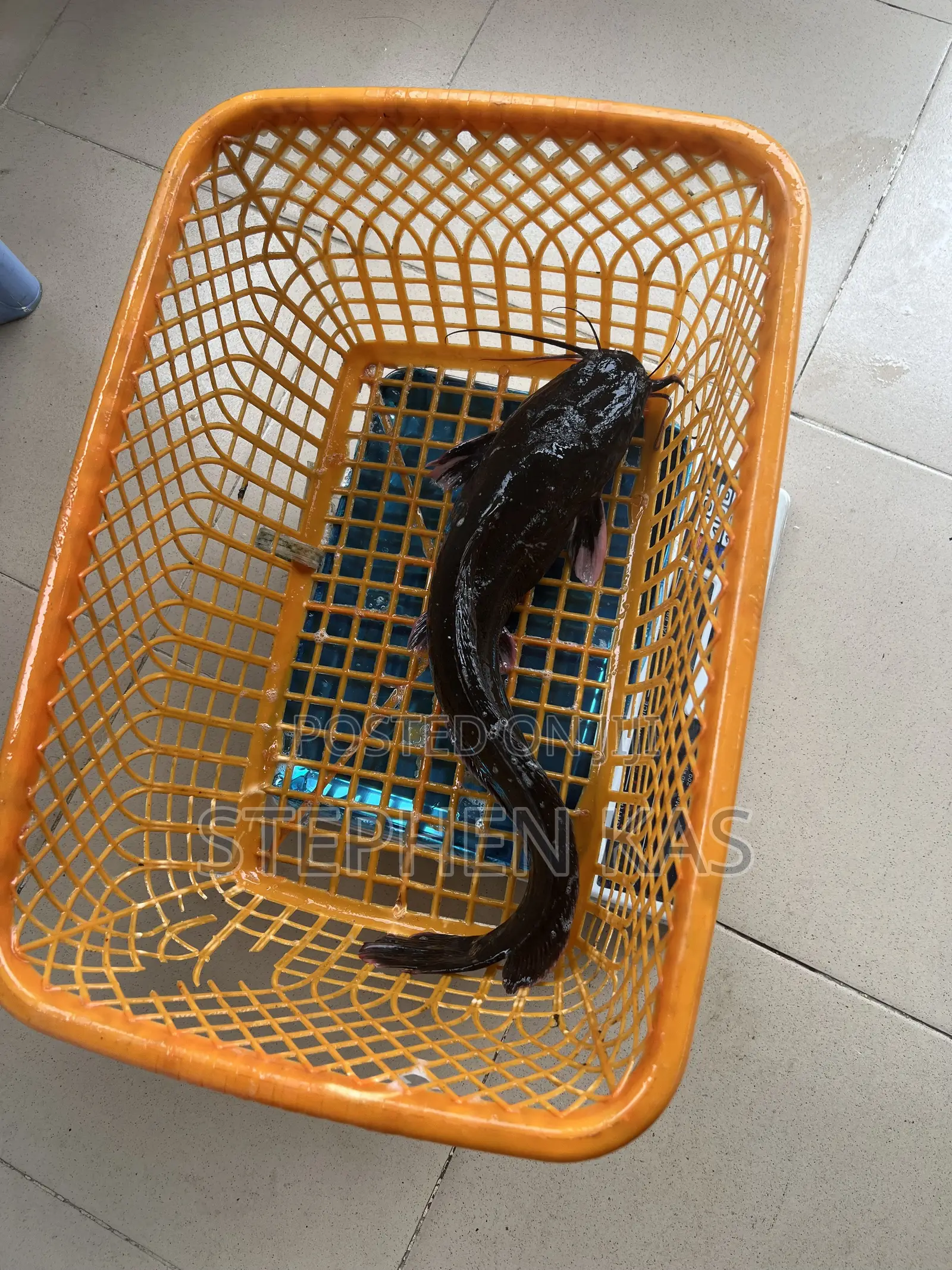 Catfish for Sale