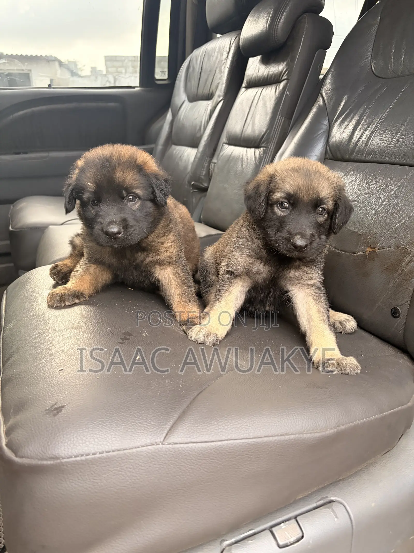 1-3 months Male Mixed Breed German Shepherd