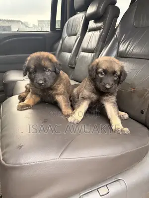 1-3 months Male Mixed Breed German Shepherd
