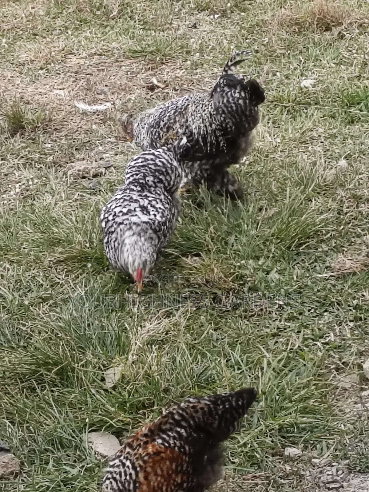 Hybrid Chicken Eggs