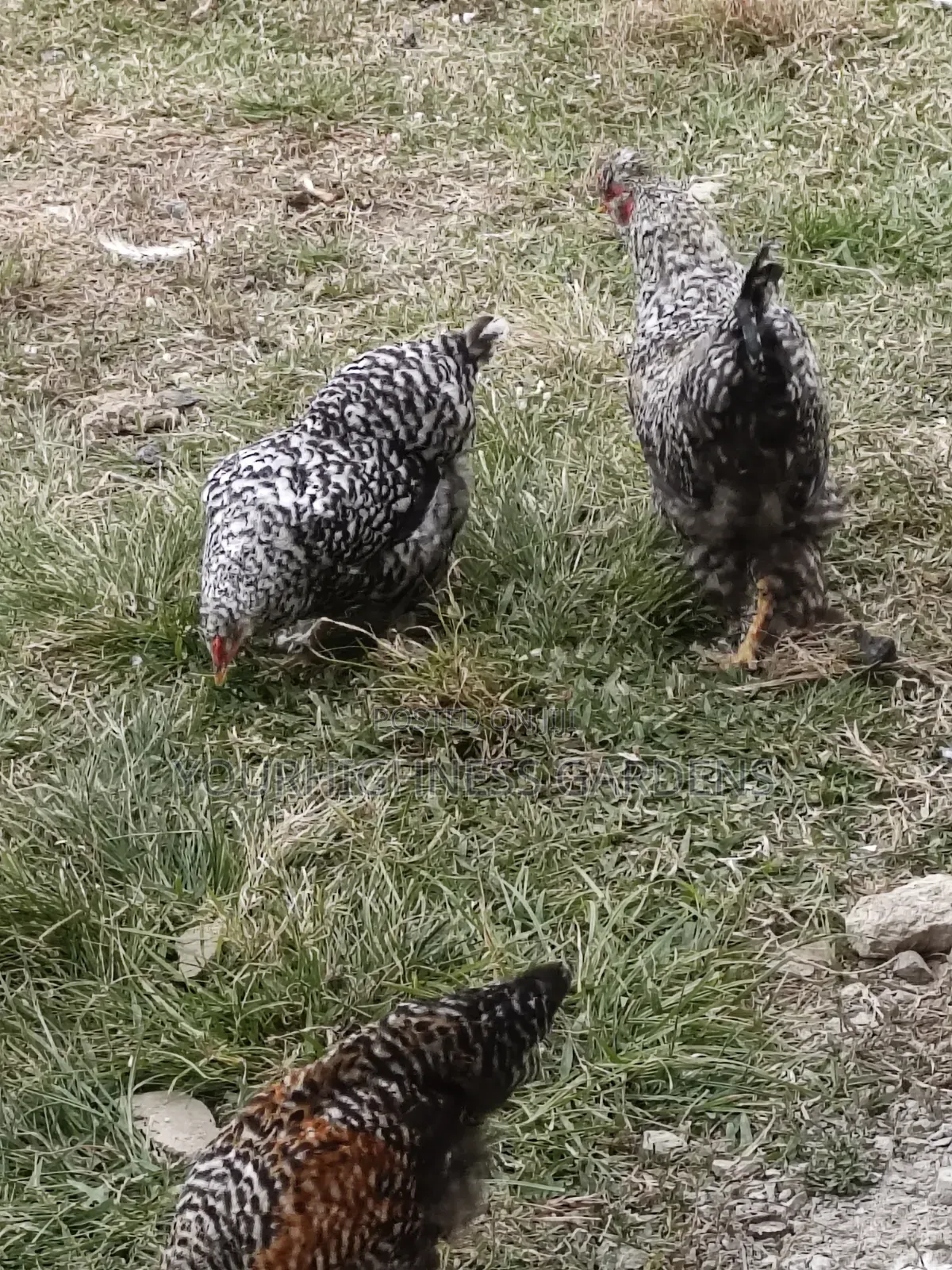 Hybrid Chicken Eggs