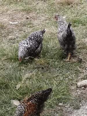 Hybrid Chicken Eggs