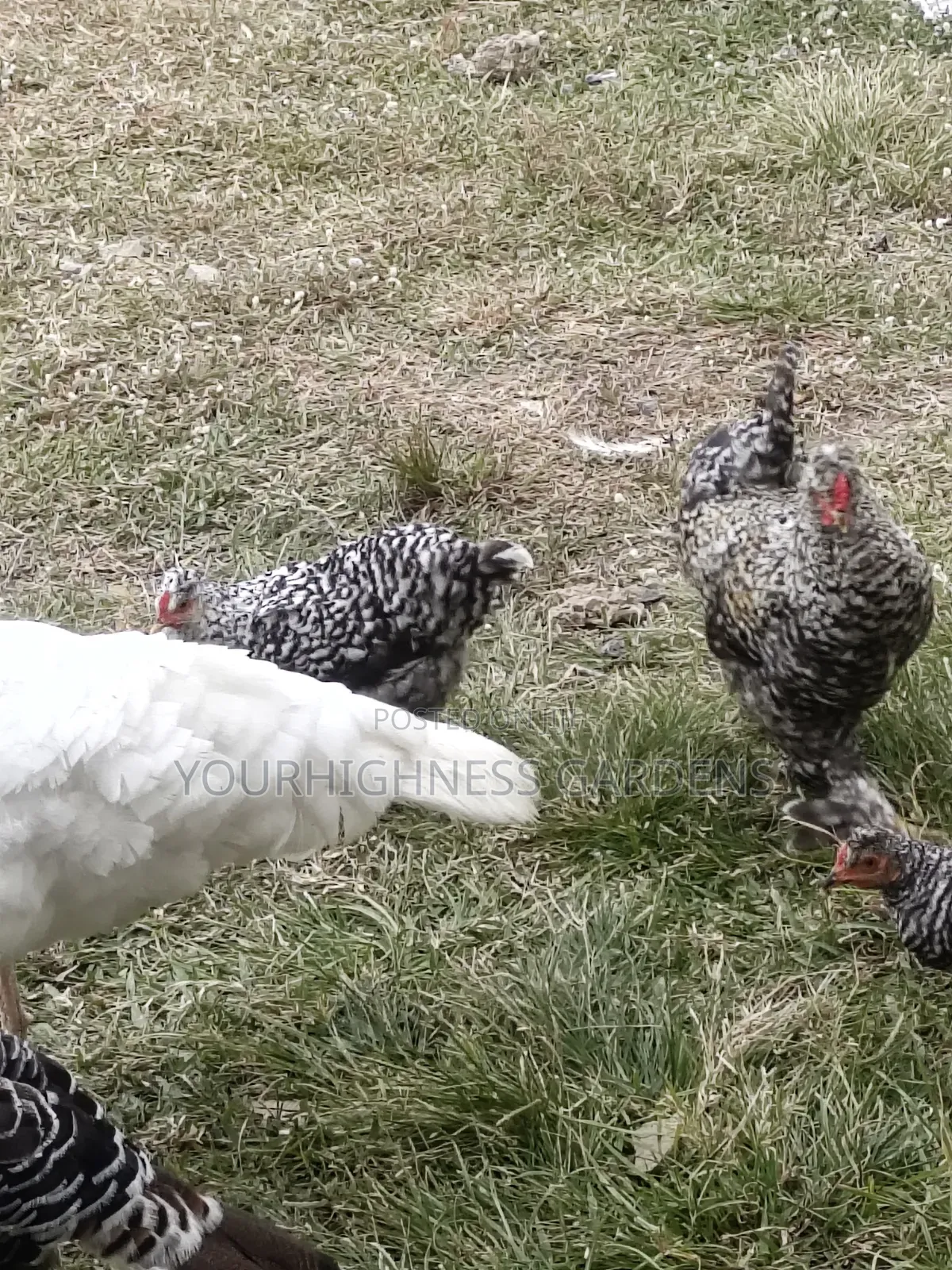 Hybrid Chicken Eggs