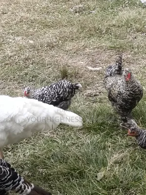 Hybrid Chicken Eggs