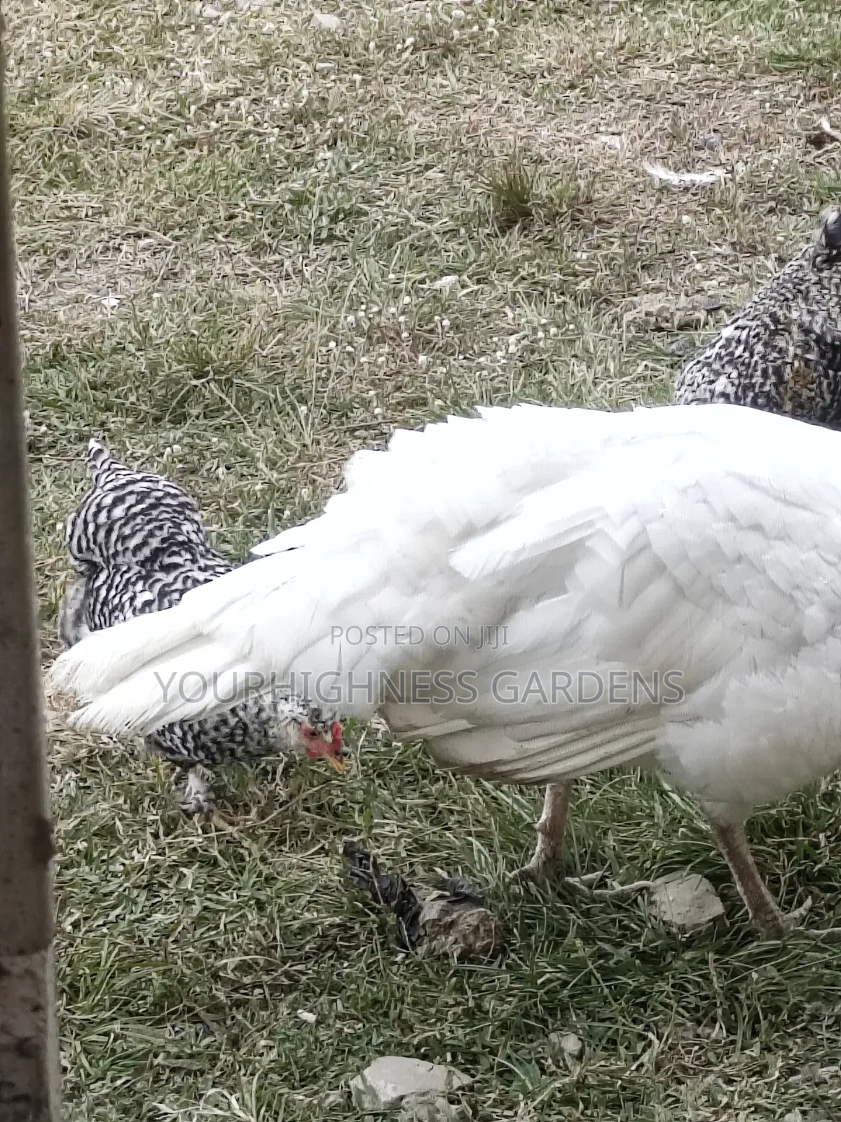 Hybrid Chicken Eggs