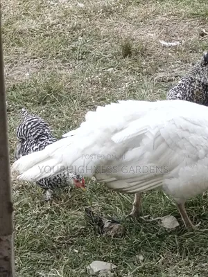 Hybrid Chicken Eggs