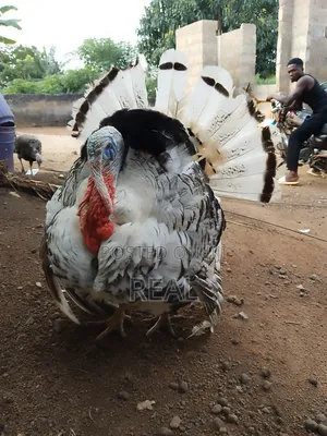 Zion Turkey Farms