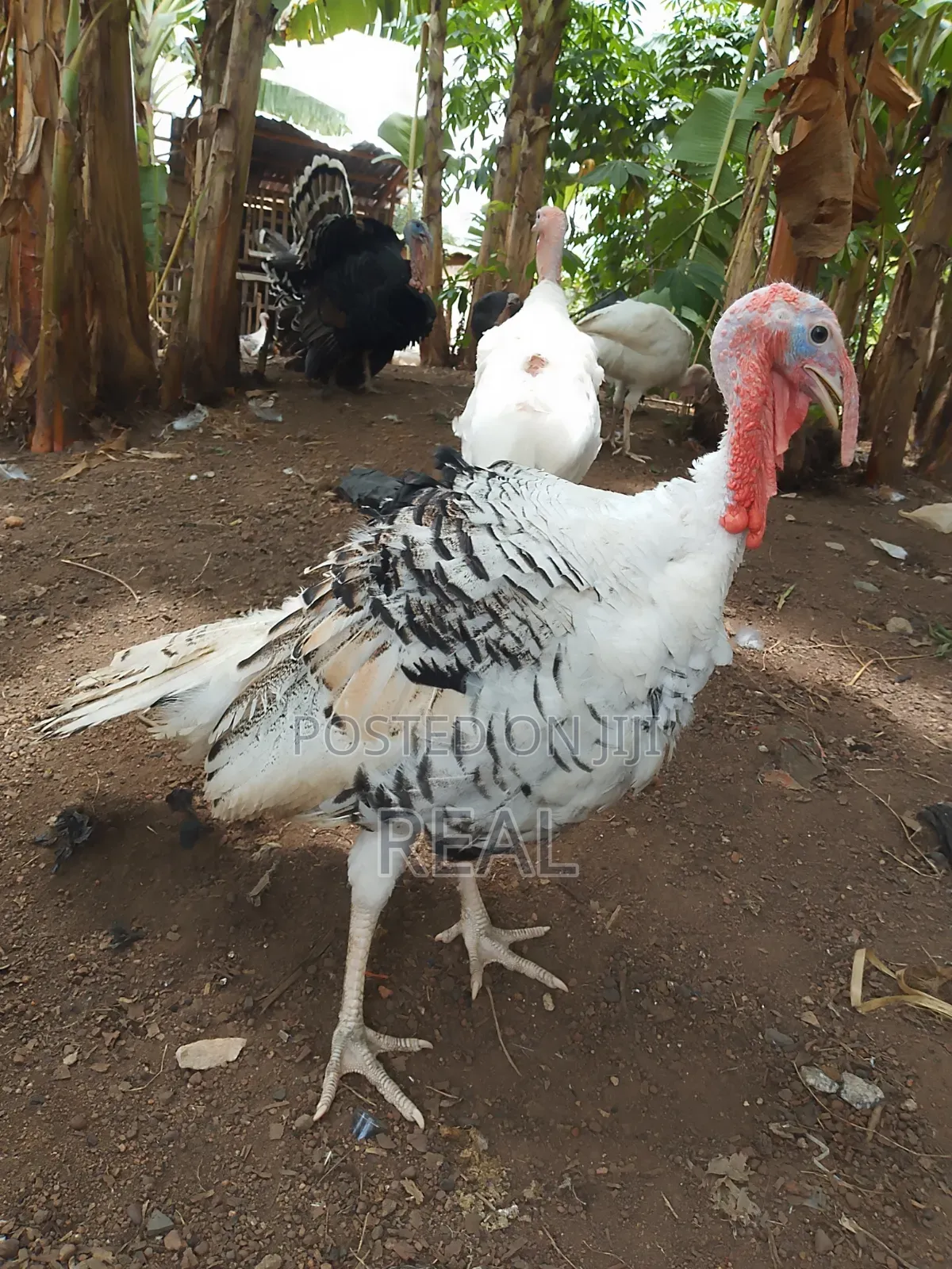 Zion Turkey Farms