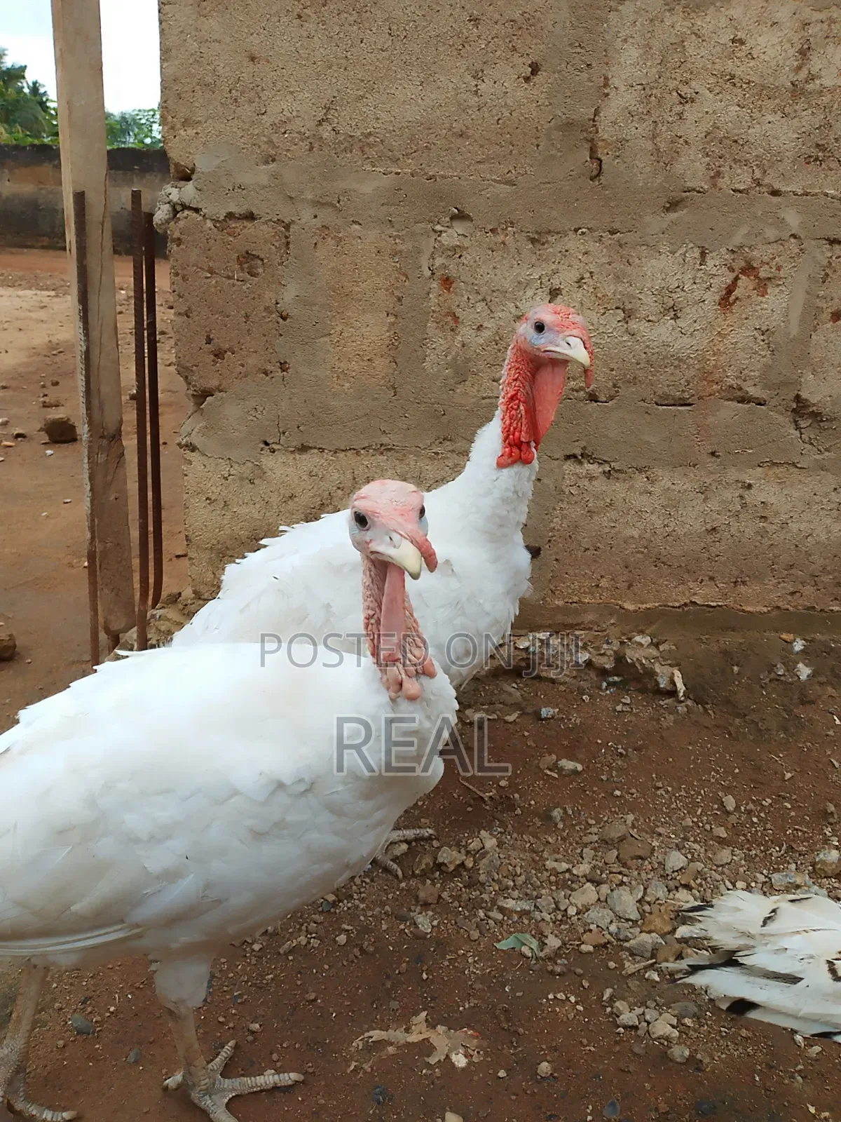 Zion Turkey Farms