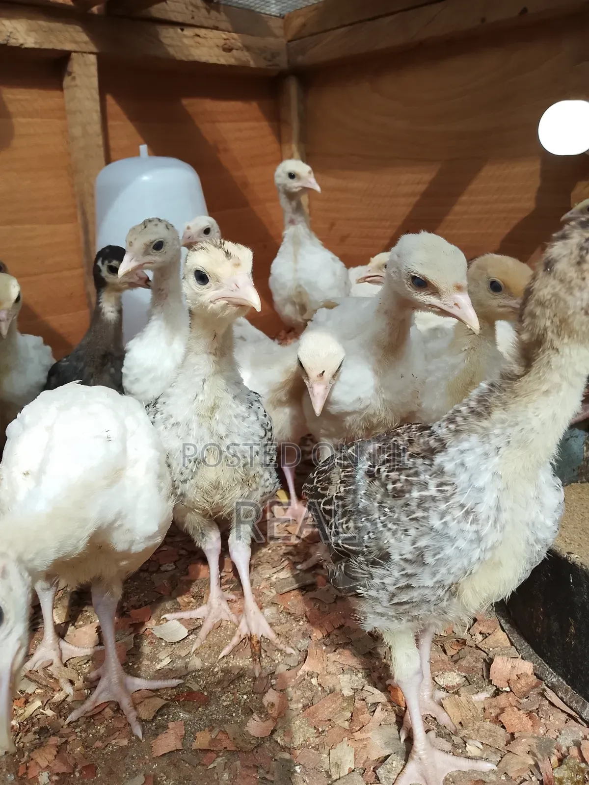 Zion Turkey Farms