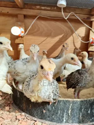 Zion Turkey Farms