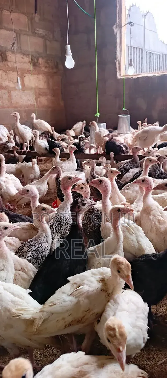 Zion Turkey Farms