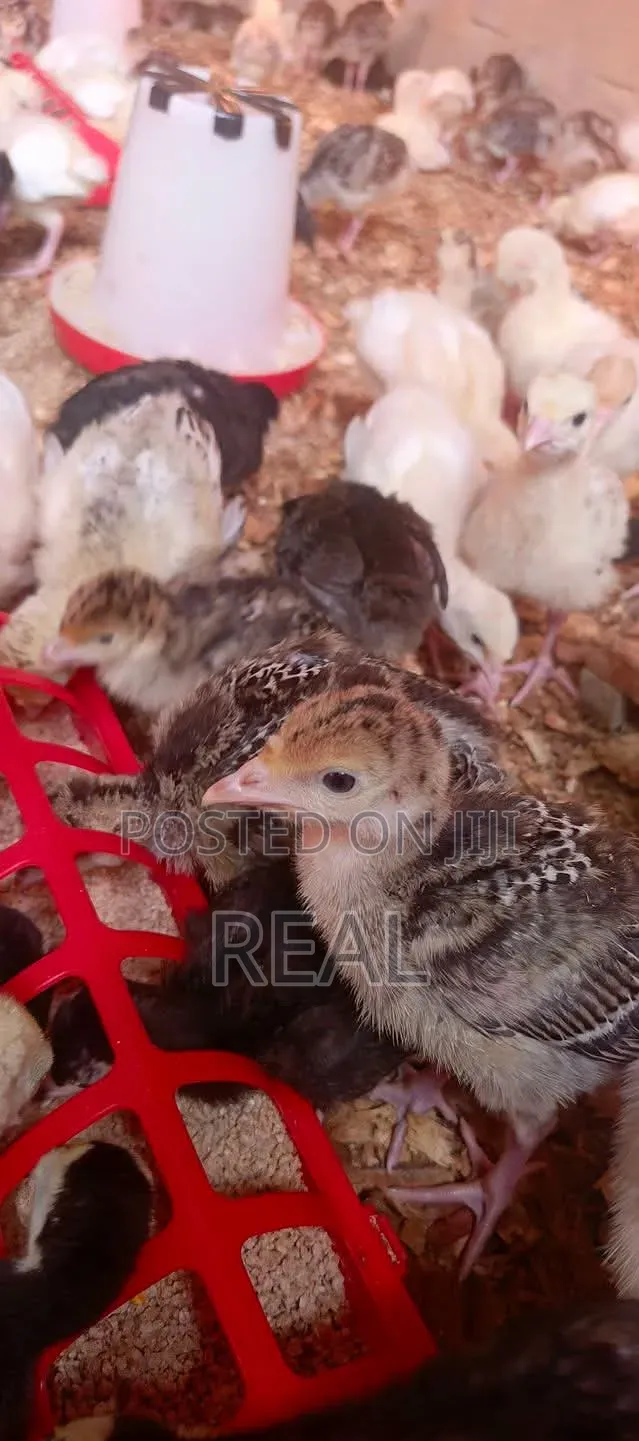 Zion Turkey Farms