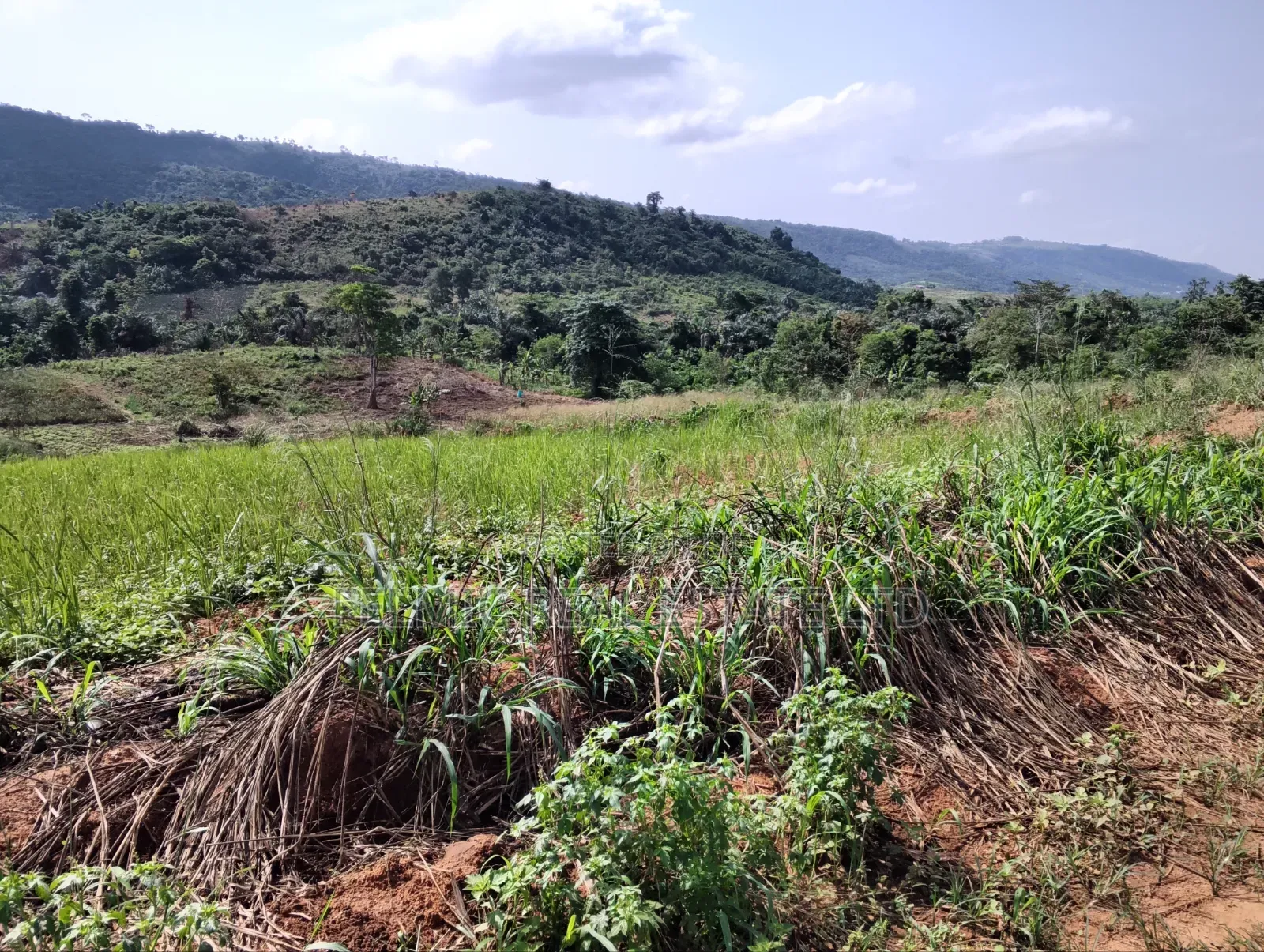 2 Acres of Land at Aburi Pokrom for Sale
