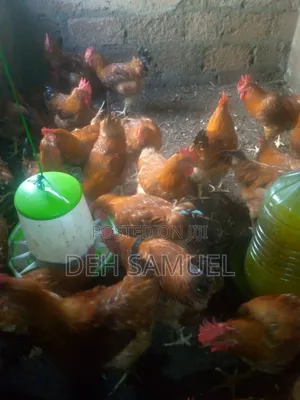 Live Chicken