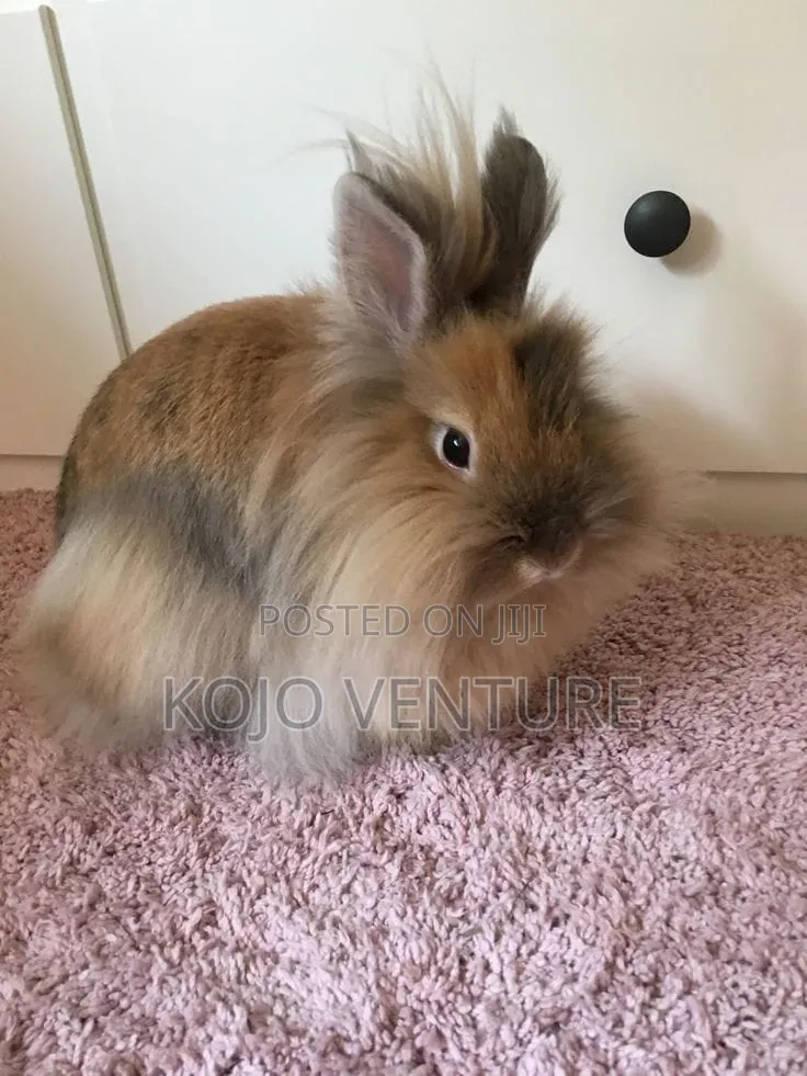 3 Months Old Lionhead Rabbits