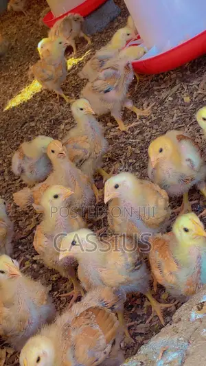 Sasso Broiler Chicks