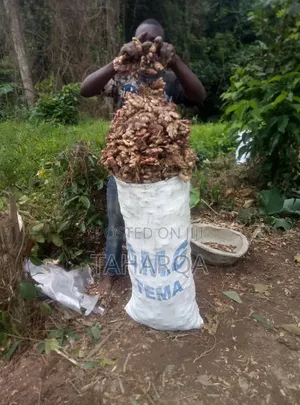 Fresh Local Ginger