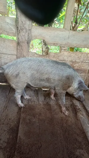 Our Day Farm