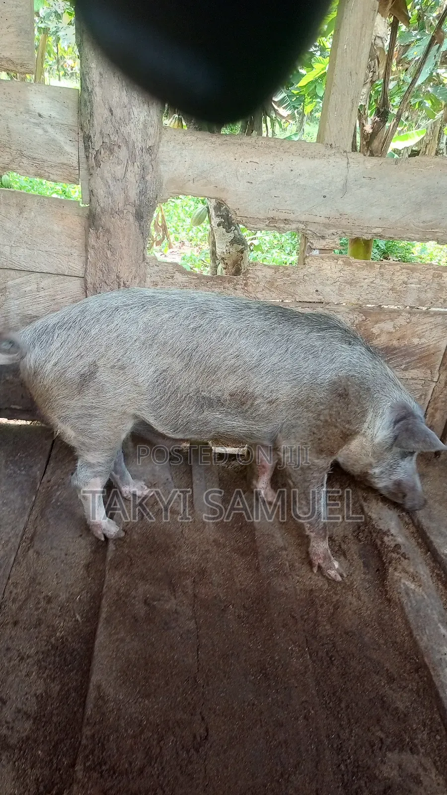 Our Day Farm