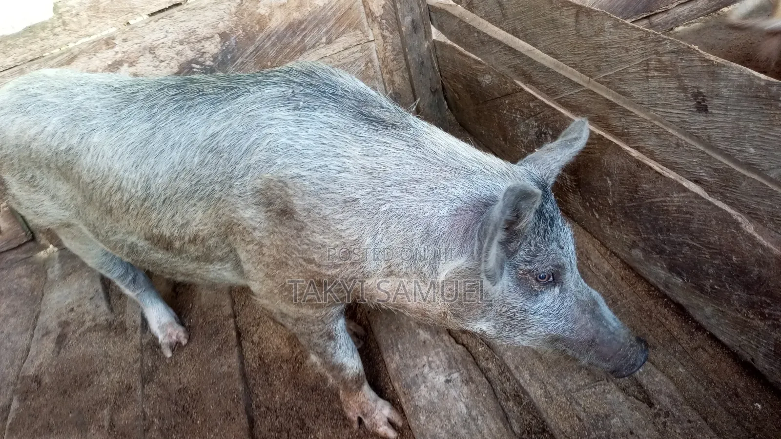 Our Day Farm