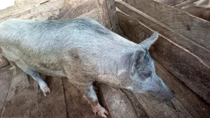 Our Day Farm