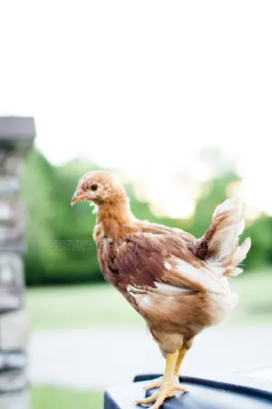 Sasso Birds