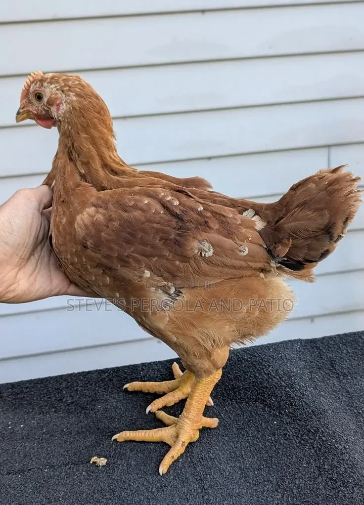 Sasso Birds