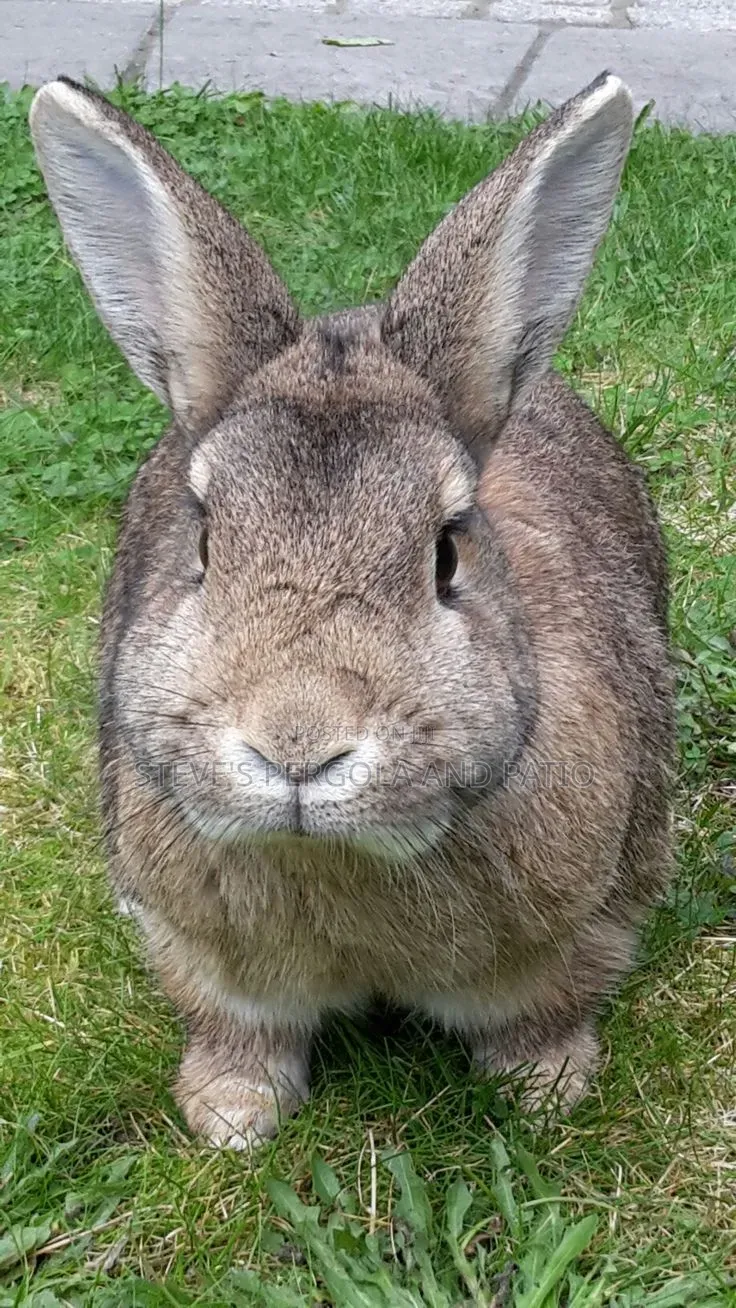 Rabbit Matured Ones