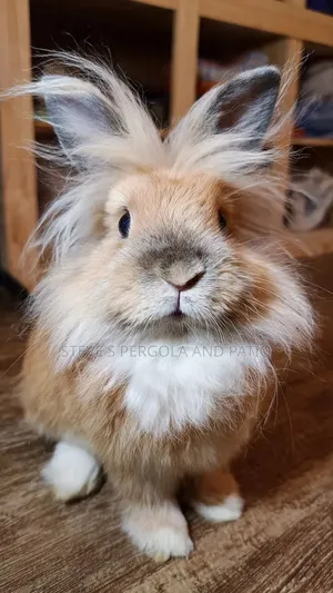 Rabbit Matured Ones