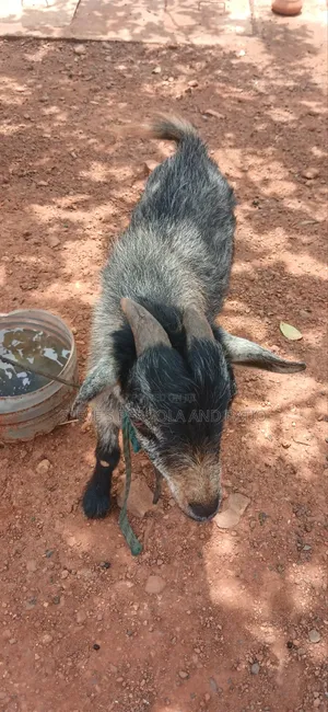 Goat Matured Male