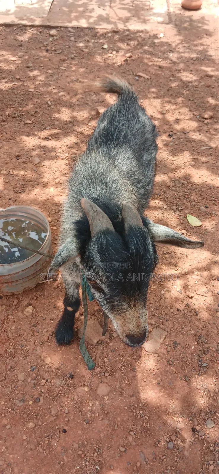 Goat Matured Male