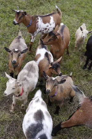 Goat Matured Male