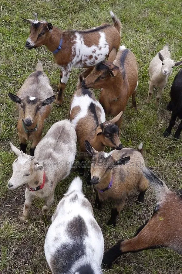 Goat Matured Male