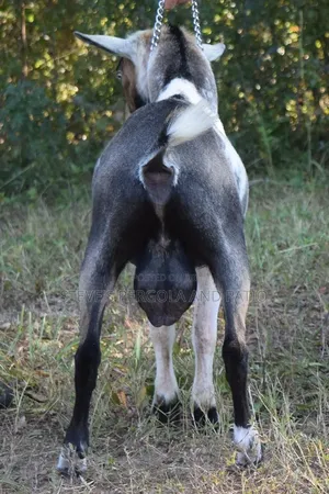 Goat Matured Male