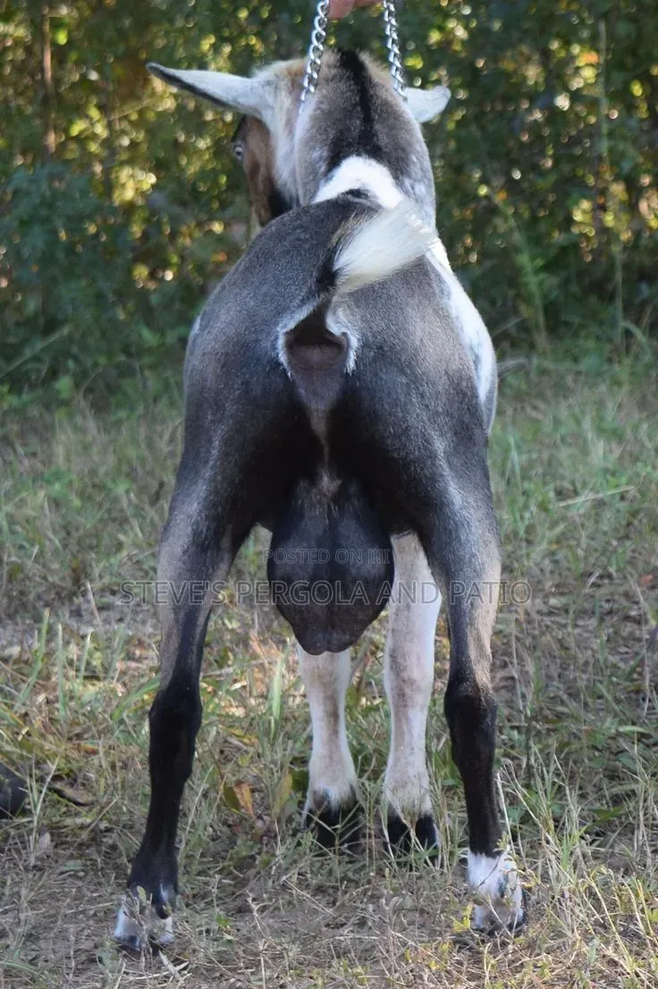 Goat Matured Male