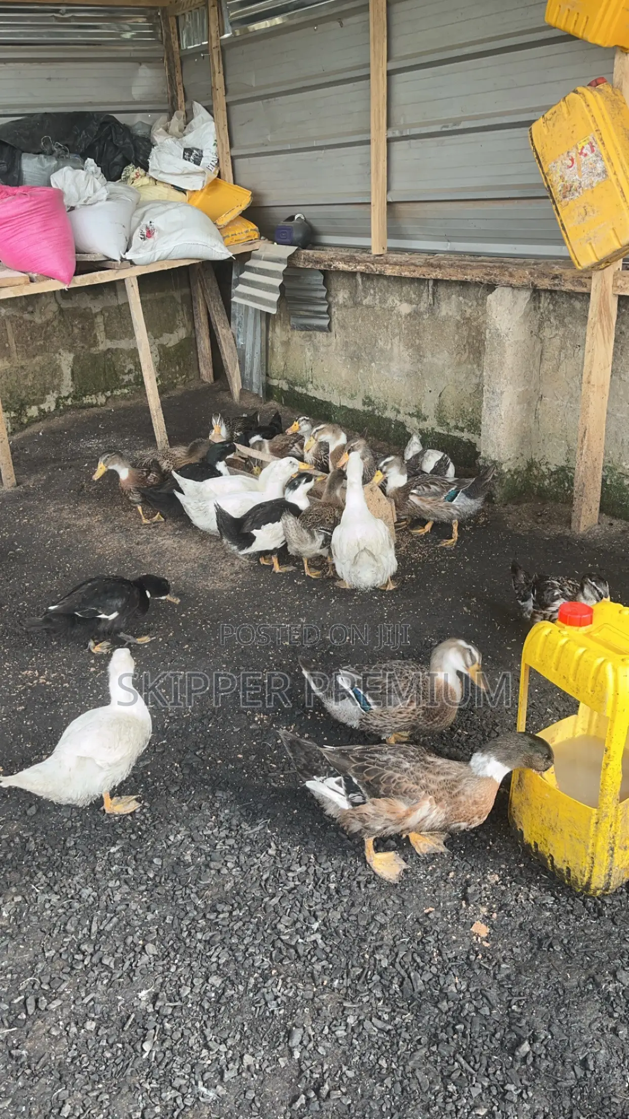 Day Old Pekin Ducks, Fertile Egg and Matured for Meat.